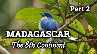 Birding in Madagascar, part 2