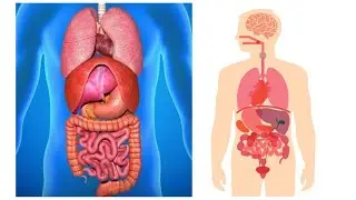 DIAGNOSIS ACCORDING TO ZANGFU ORGAN PATTERNS REVIEW