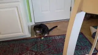 socks chasing his tail