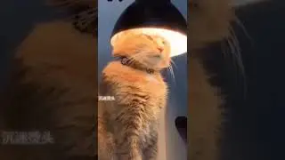 #goldenretriever #zodiacwhisperer #funny #pets #zodiac #astrology #zodiaccentral #foryou #cat