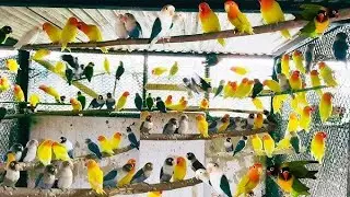 How To Start Love Birds / Cocktails Setup At Home. My Cage Setup In Lawn Corner