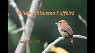 White-whiskered Puffbird