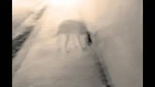 True Animal Ghost Stories From The Internet