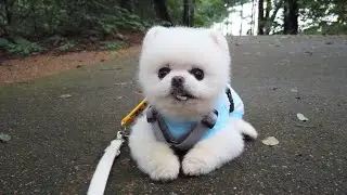 우리 같이 산책할까? [#20 퐁키야~ 모기는 먹으면 안돼!!!]