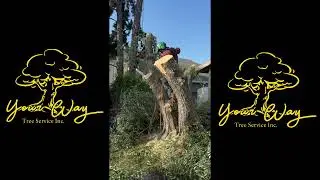 The 45 Yr Old Tree - Customer Removal Request
