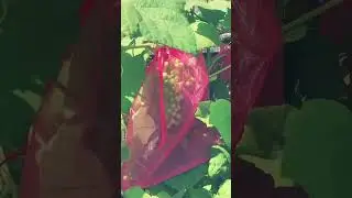 Fly A Friggin Kite #Grapes #Wine Making #Mead #Pyment #beer #homebrewing