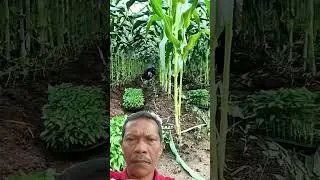 bisa di tiru cara petani ini #videoshort #teknikpertanian #farming