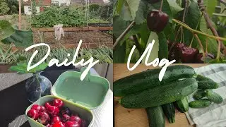Daily Vlog✨|Cirese, salată de Zucchini si Haul dm
