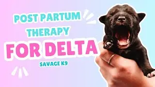 Post Partum Therapy for our Mom Dog Delta