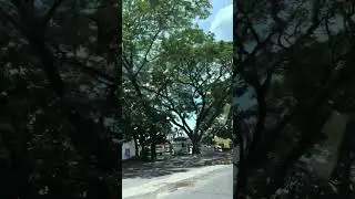 The SHOCKING Truth About Acacia Trees on the Roadside #environment #nature #shorts