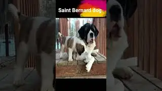 saint bernard dog # shorts
