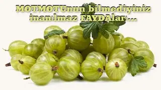 Motmotunun bilmədiyiniz inanılmaz faydaları...