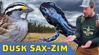 Sparrows to Salamanders to Spring Peepers: Dusk to Dark in Sax-Zim Bog: Virtually Live 54 S5E9 May