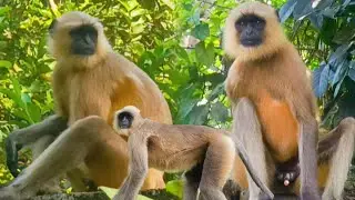 Милый Хануман играет | Monkey Zone Studio