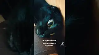Для чего нужна Кот?