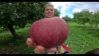 Apple Picking Bliss: A Family Day at Fishkill Farms