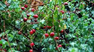 Holly-leaf Cherry, Caterpillar Food Plant - Inland Native Garden - Ep.23
