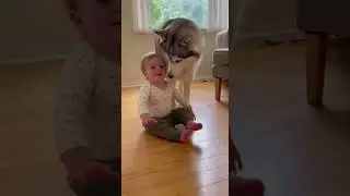 The Baby Tried Again&hellip; The Husky Adjusted 🐺🧠