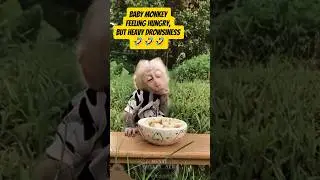 Cute monkey #babyprimate #monkey #monpai #cute #babymonpai #funny #monpailucu #animals #babymongkey