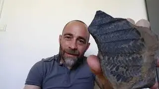 Caillou confiné (56) : une argilite à fossiles de Pecopteris, par Damien Jaujard.