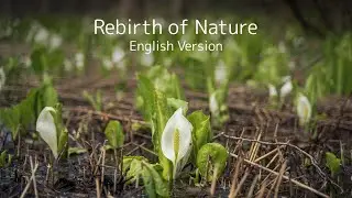 Rebirth of Nature