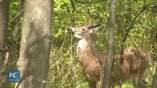 As a measure of population control, Staten Island's male deer to be sterilized