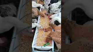 Multi-Purpose Poultry Trough | Feed and Water for Ducks, Geese, Chickens
