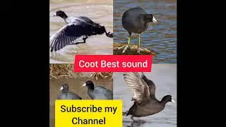 Coot best running hunting voice