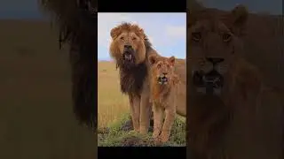 O.T.F. (Only The Family)🗓️13 of 24📸bigcats #lions #wildlife #lorkulup