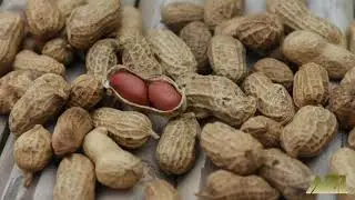 Peanut & Packing Peanut Moisture Matters