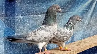 Golden//ka Magar//breeder//kabootar for sale in Lahore #viral video☎️03174290195//pigeon&hearts;️🕊👌