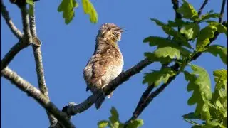 Eurasian Wryneck Calling