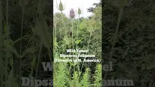 Wild Teasel
