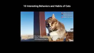 10 Interesting Behaviors and Habits of Cats #cat #animals #pets #pet #caring #habits #cats