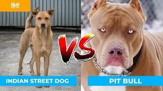 DESI DOG FIGHT WITH PITBULL😱😱😱(#dog#animal#bully#reels#buffalo #cow#animalx1#dogfight#doglove#viral