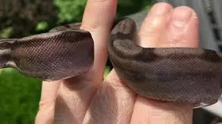 Possible Jungle Motley Het Eclipse Baby Boa & Difference Between Eclipse / Het Eclipse w/ Jungle Boa