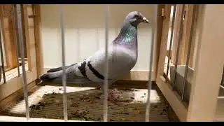 Spain: Best Pigeons in the World | IBA 2026 | PigeonSongs (ES)