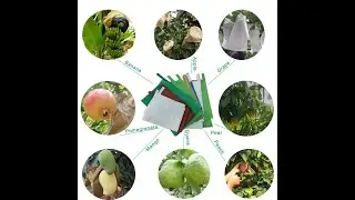 Kraft Fruit Protection Paper Oem Growing Apple Protecting Bag 13583554035