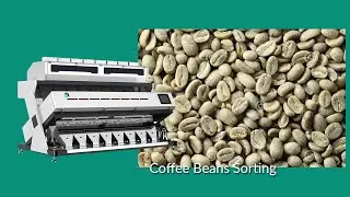 SG Coffee Bean Sorting  / Coffee Color Sorter