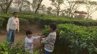 Sriyan tea garden e play korche dadar sathe #teagarden #dooars #dalgaon #hills 