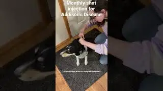 Addison&rsquo;s Disease Injection - Importance of Obedience Training