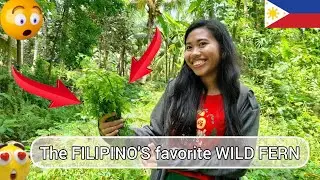 Harvesting Wild Pako: The Famous Edible Fern from the Philippines!