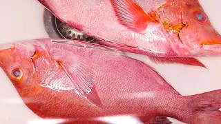 {Catch Cook Eat} How to fillet Red Snapper fish.