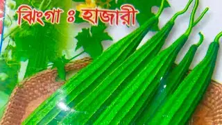 Efficient way to germinate sponges gourds (Luffa) SHOKHER BAGAN 2025