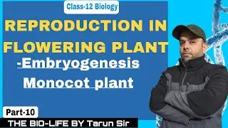Embryogenesis in Monocot Plants 🌱 | Development of Monocot Embryo | Class 12 Biology