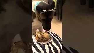 Fun Dog Training - Attention and Endurance for Food
