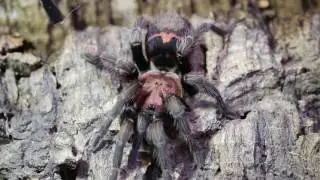 Tigerrump Tarantula, Cyclosternum/Davus fasciatus/pentalore with the Deadly Tarantula girl