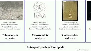 Artr&oacute;pode, ordem Pantopoda colossendeis austrodecus australis arthropoda spinosa Pycnogonum 19th