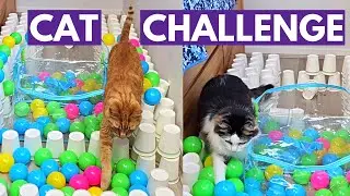 Cats vs ball pit challenge! (ft. some evil plastic storage bags)