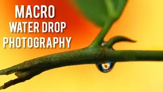 quarantine macro flower  photography from a waterdrop - telugu tutorials - Prasad pictorials